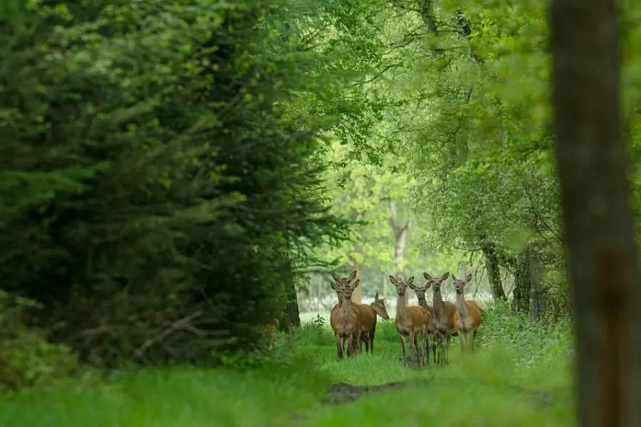 Hinde in voorjaarsbos klein