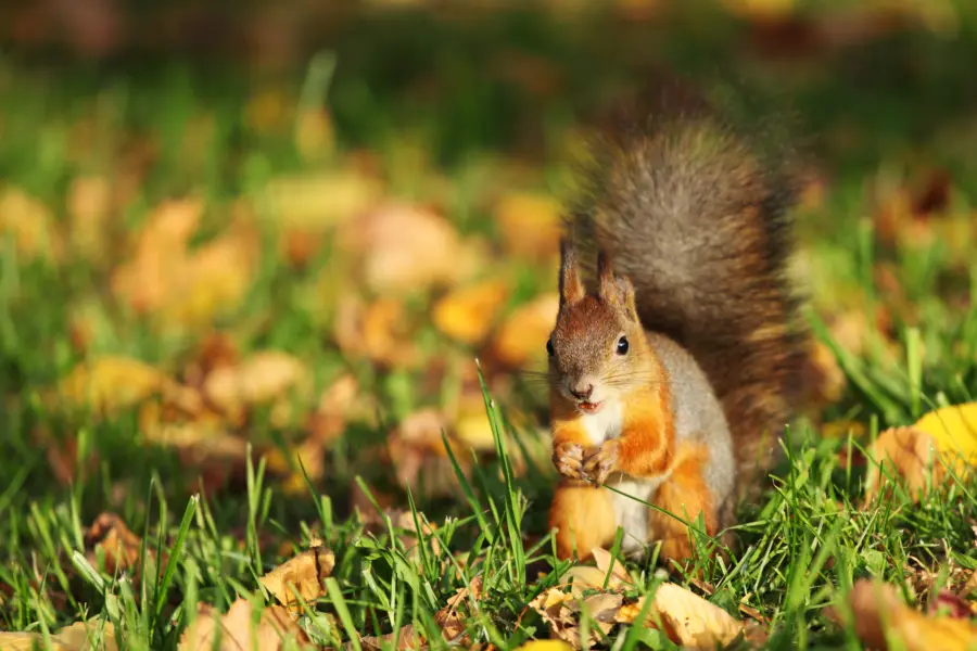 squirrel jumps in the autumn forest