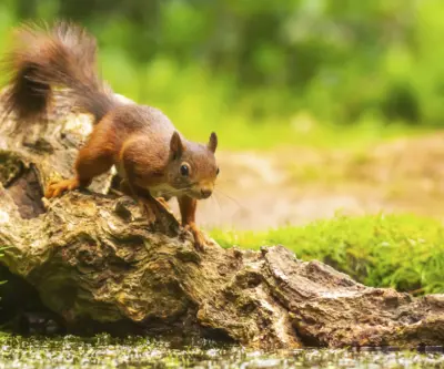 Eekhoorn op de Veluwe 2 Haeghehorst
